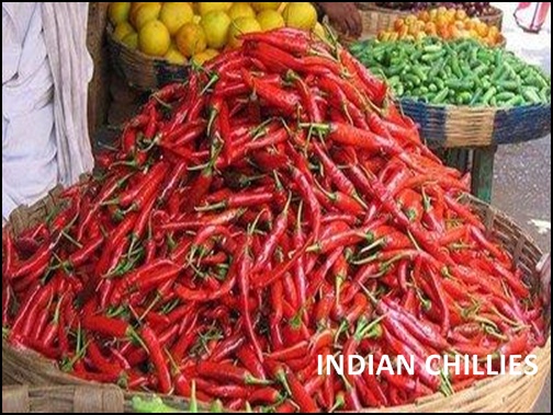 INDIAN CHILLIES